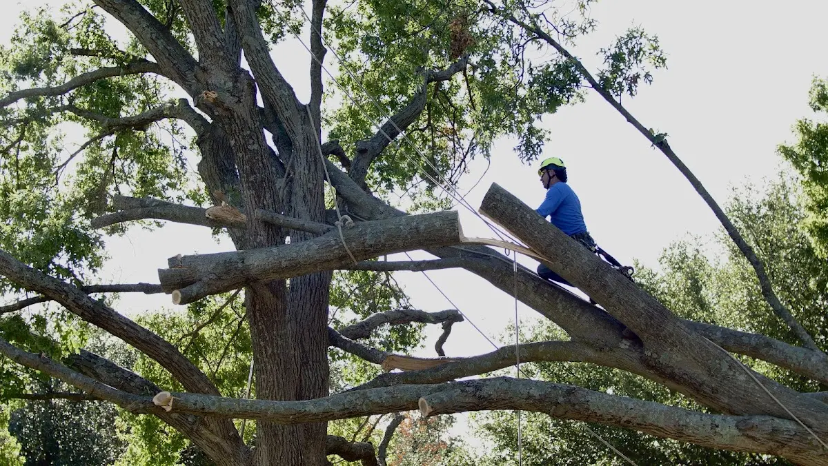 Professional Hazardous Tree Removal performed by certified arborists in Prague
